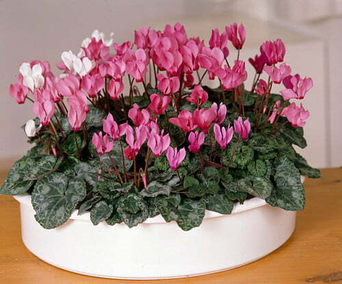 cyclamen care