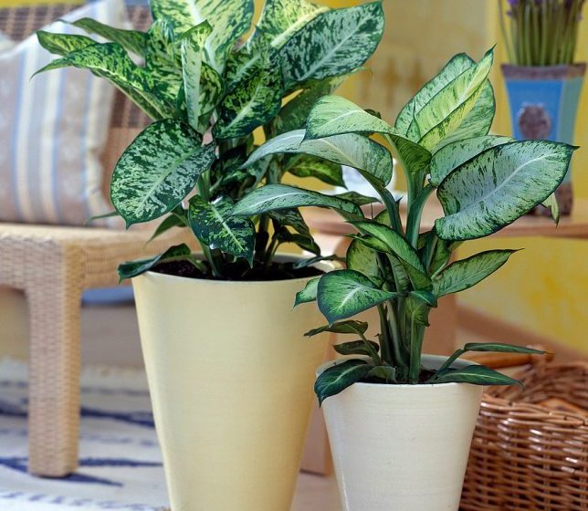 Dieffenbachia Care Instructions Also Known As Dumb Cane Plant