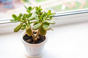 jade plant care