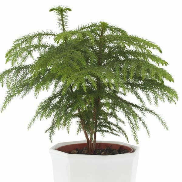 norfolk pine care