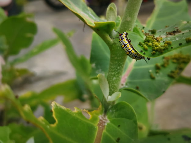 Garden Pests