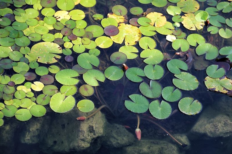 floating aquarium plants