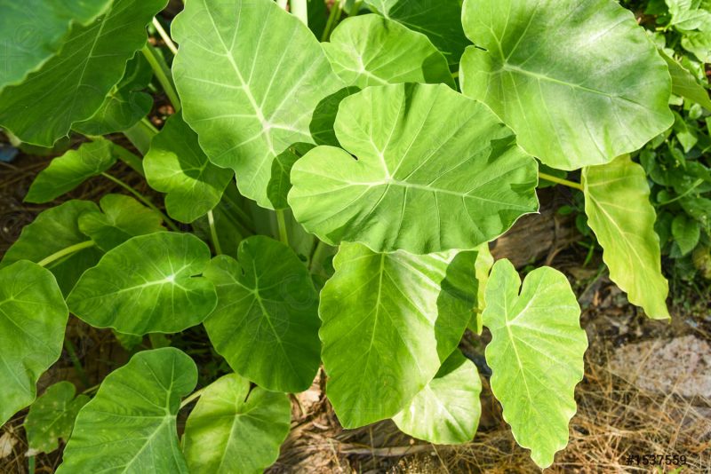 Elephant Ear Plant Care Tips - Pests and Problems | Gardening Fan