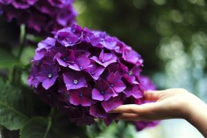 Pruning Hydrangeas