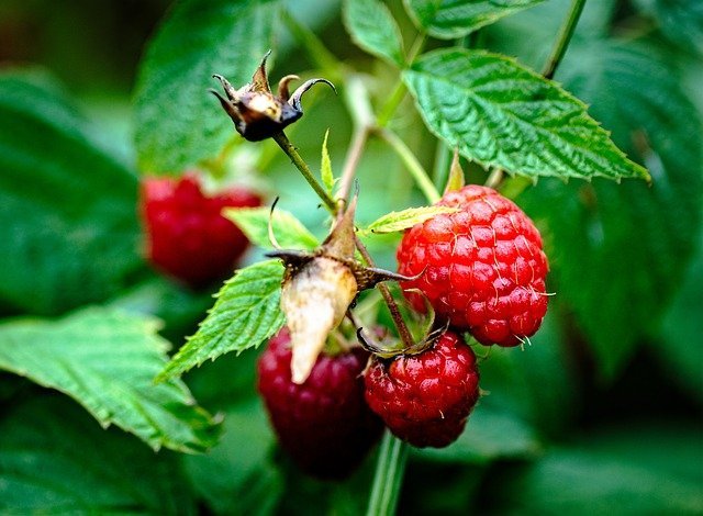 Pruning Raspberries