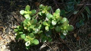 Jade Plant Propagation