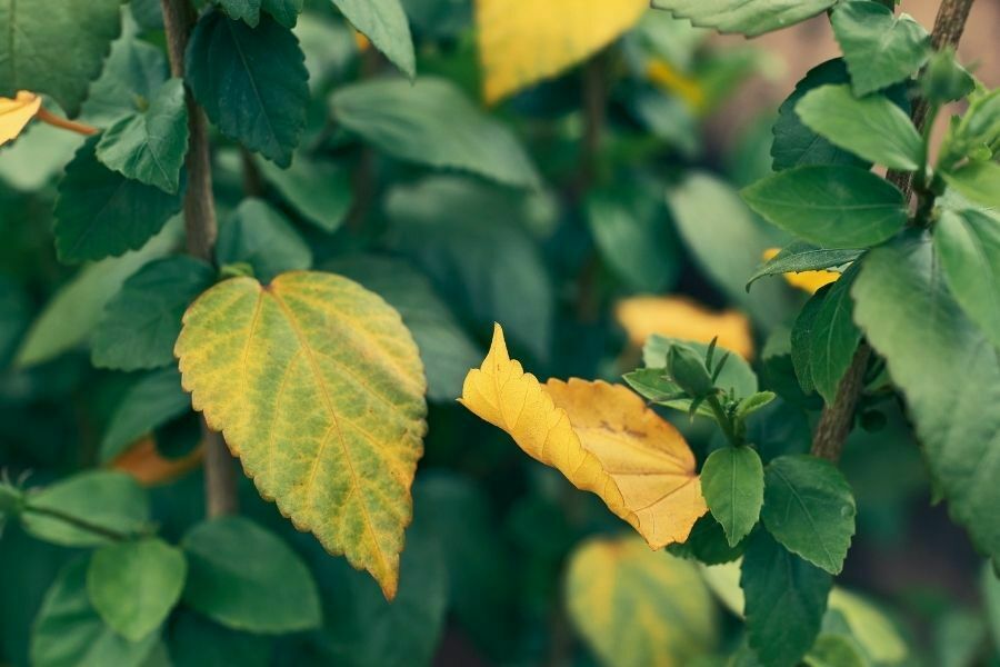 Hibiscus Leaves Turning Yellow: How to Prevent