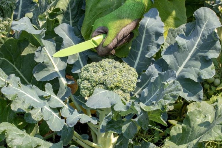 How To Harvest Broccoli When To Pick Gardening Fan