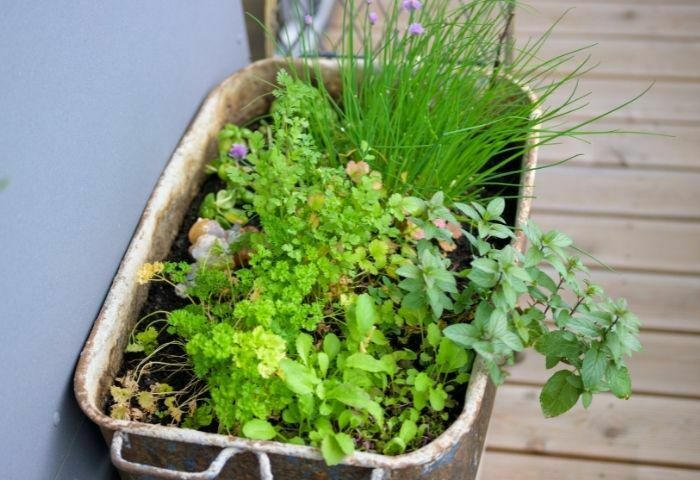 Image of Cilantro and mint companion planting