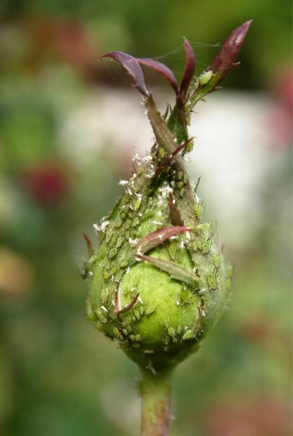 Aphid eggs