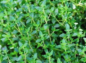 How do you know when thyme is ready to pick?