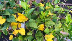 Treatment for yellow leaves on hibiscus