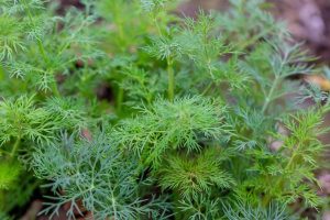 How do you prune the dill so it keeps growing?
