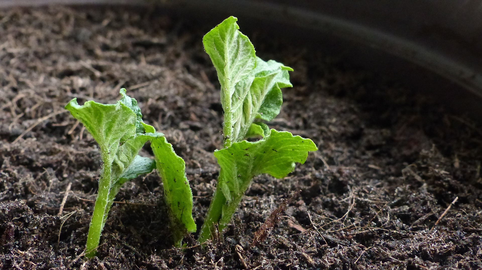 Growing Potatoes Indoors From Seeds With LED Grow Light - Gardening Fan