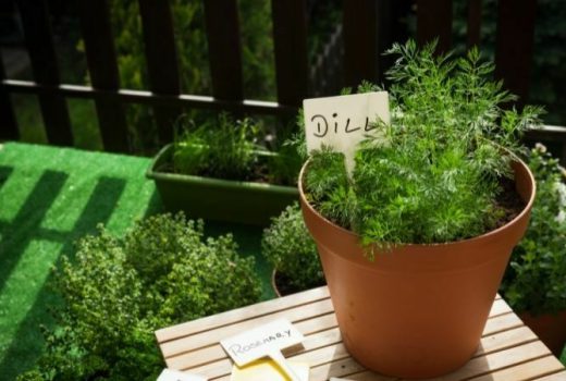 Growing Dill in Pots