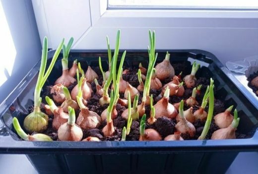 Growing Onions in Containers