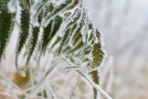 How To Protect Plants From Frost 10 Methods Gardening Fan 4334