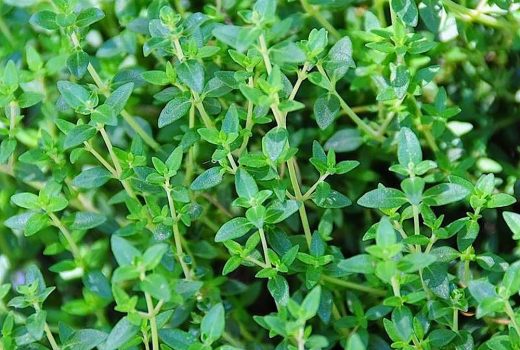 How do you know when thyme is ready to pick?