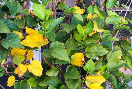 Treatment for yellow leaves on hibiscus