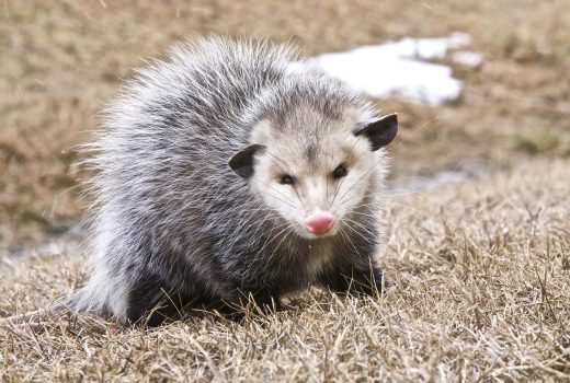 What will keep possums away?