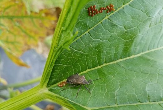 How to get rid of squash bugs