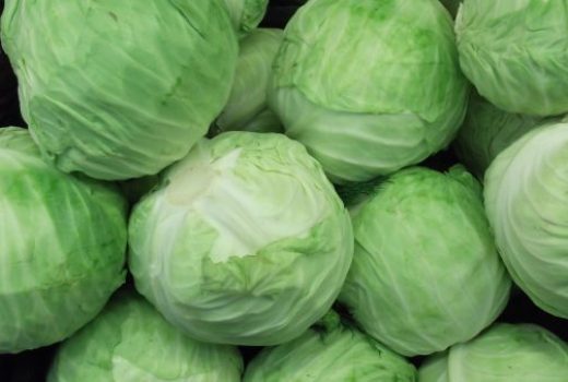 grow-cabbage