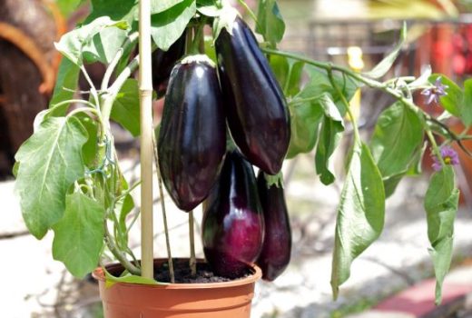grow-eggplant-in-container