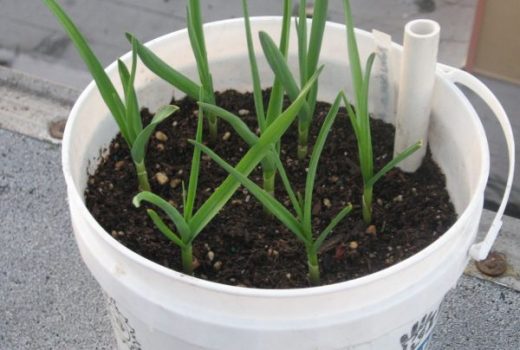 grow-garlic-in-container