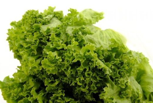 grow-lettuce