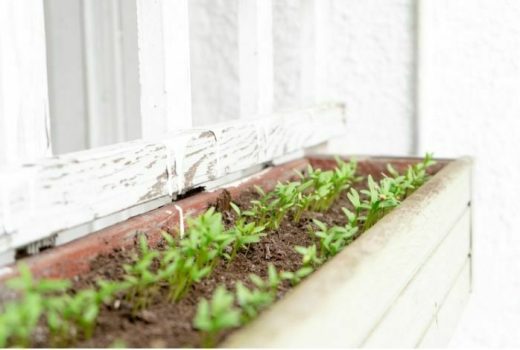 growing cilantro indoors