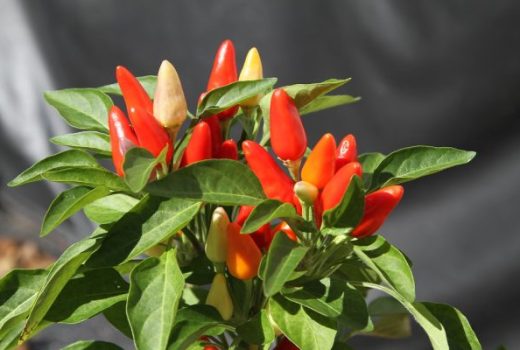 growing-peppers