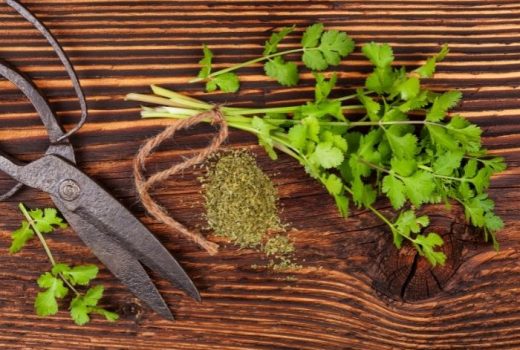 havesting cilantro herb