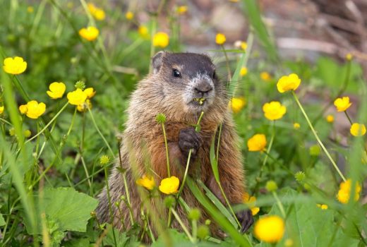 How to Get Rid of Groundhogs