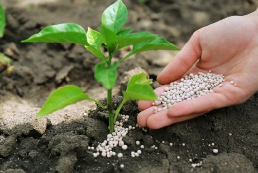 plant caring fertilizers