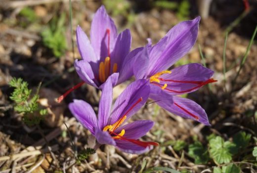saffron-plant