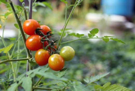 tomato-are-fruit