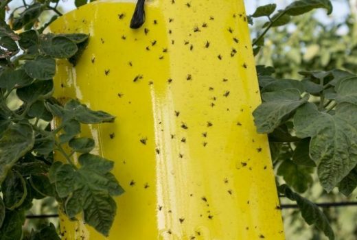 whiteflies on tomatoes